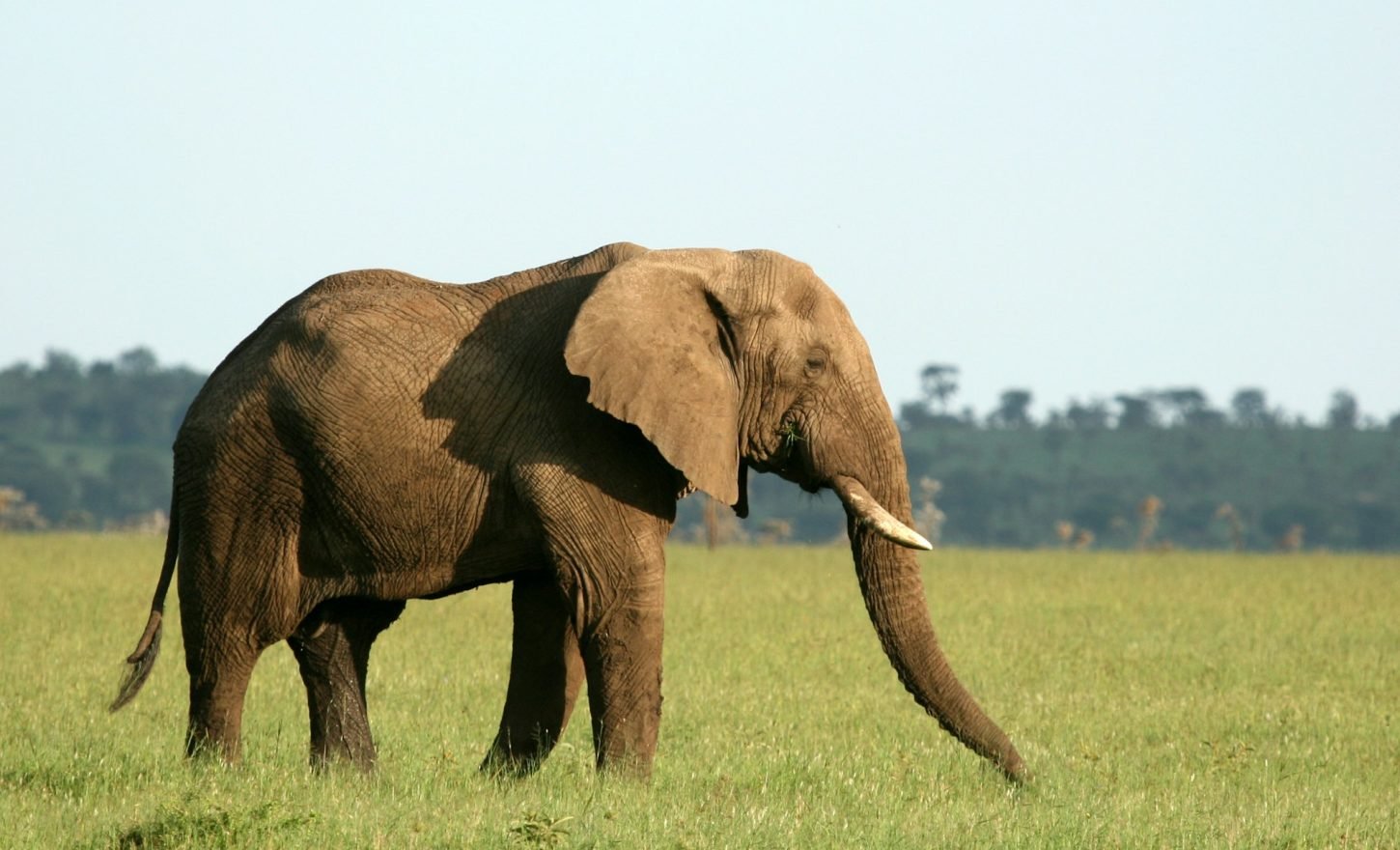 African Elephant, Tanzania, Africa